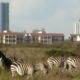 Nairobi National Park.