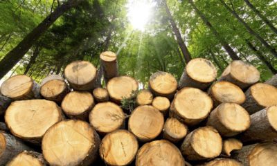Logging ban in Kenya