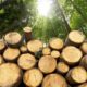 Logging ban in Kenya