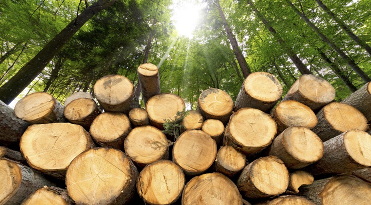 Logging ban in Kenya