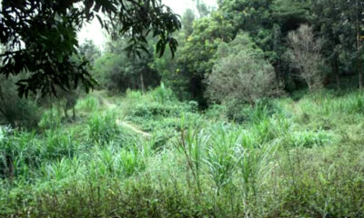 Michuki Park