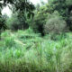 Michuki Park