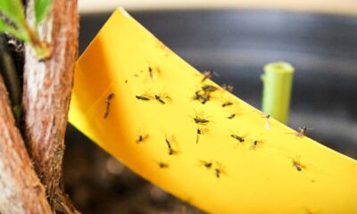 fungus gnats