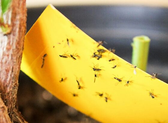 fungus gnats