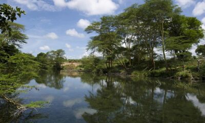 Mzima Springs